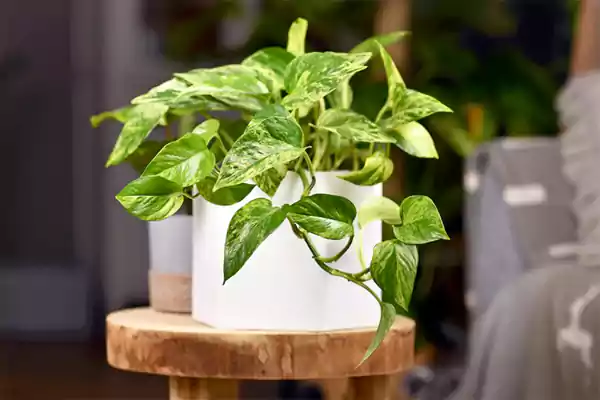 Queen pothos