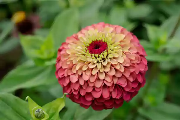 Queeny Lime Red