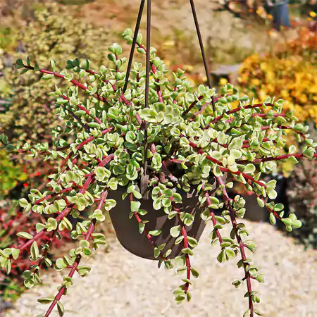 Rainbow bush