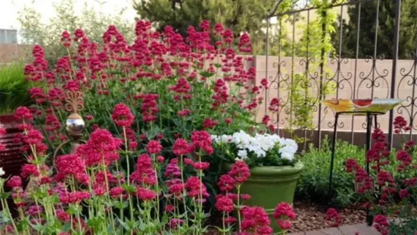 Red Valerian bush outside the home