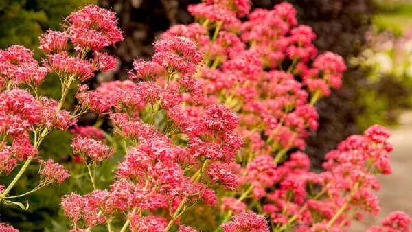 Red Valerian plant