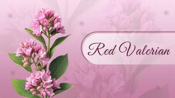 Red valerian