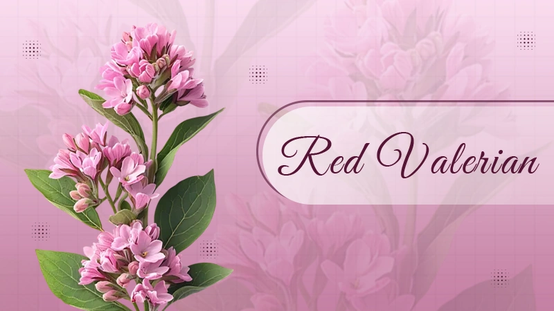 Red valerian