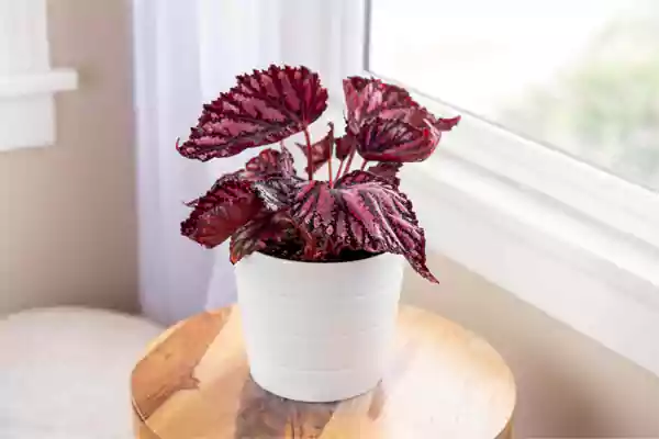 Rex Begonia