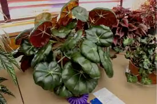 Rhizomatous Begonia