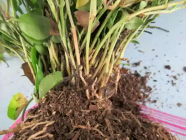 Root rot