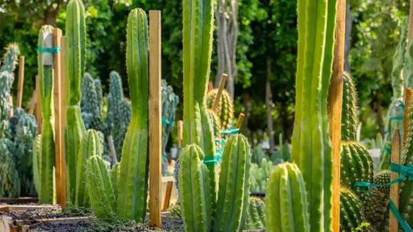 San Pedro Cacti