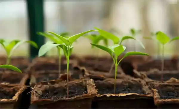 Seeds in germination tray