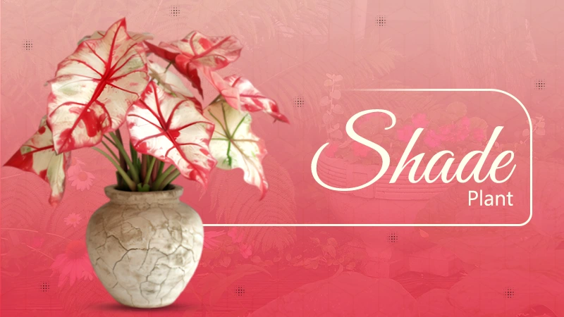 Shade Plant
