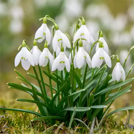 Snowdrop Flower Image