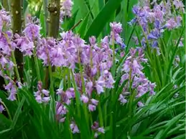 Spanish Bluebell