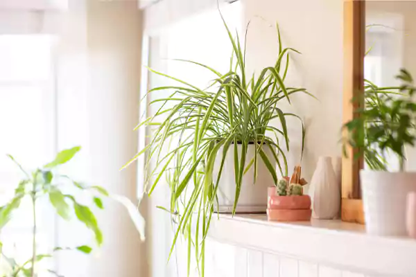 Spider plants
