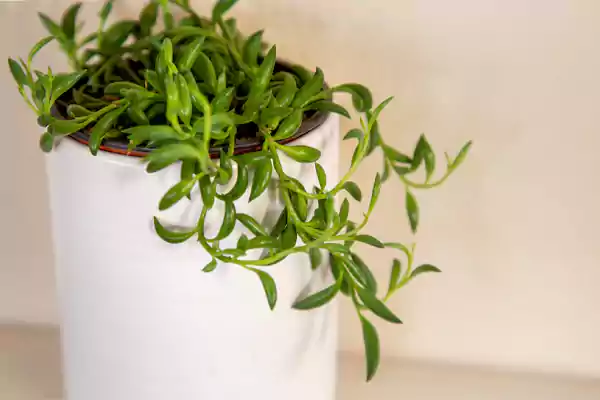 String of bananas