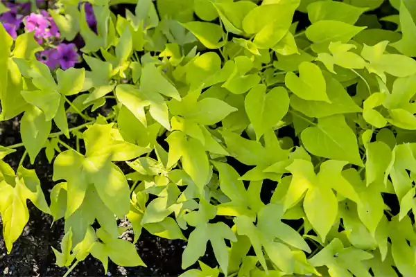 Sweet Potato Vine Flower