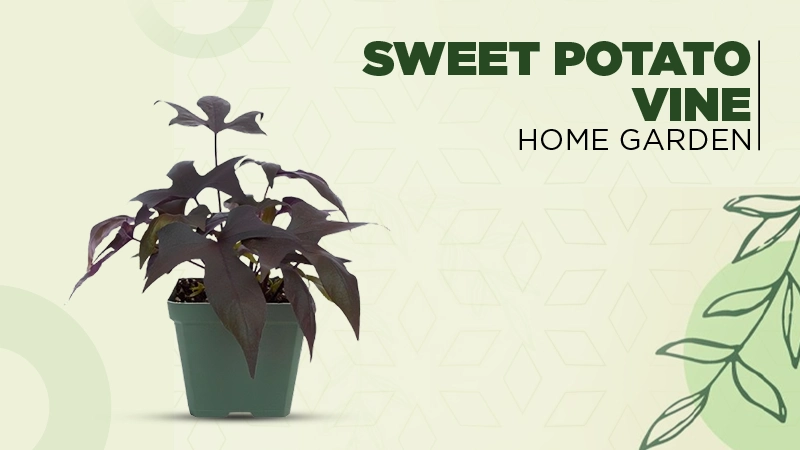 Sweet Potato vine plant addition