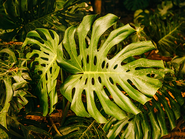 Swiss Cheese Plant 2nd img