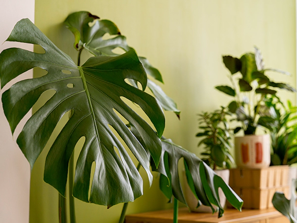 Swiss Cheese Plant 3rd img