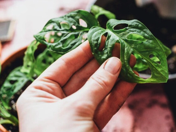 Swiss Cheese Plant 4th img