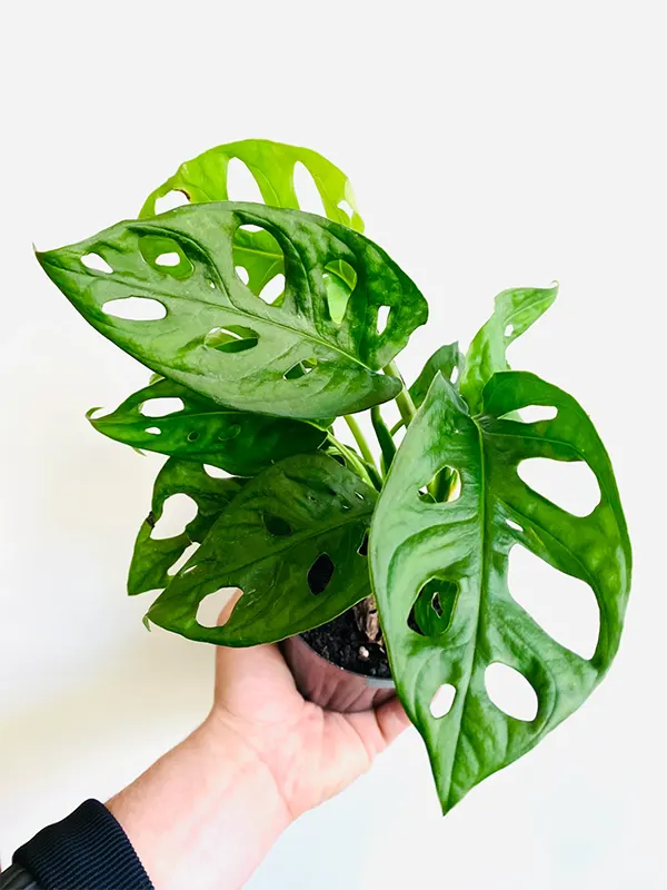 Swiss Cheese Plant