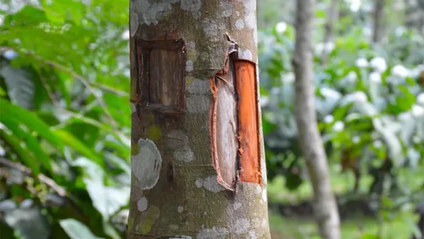 Discover Cinnamon Tree: Nature’s Sweet Spice Straight From The Bark - Image 2