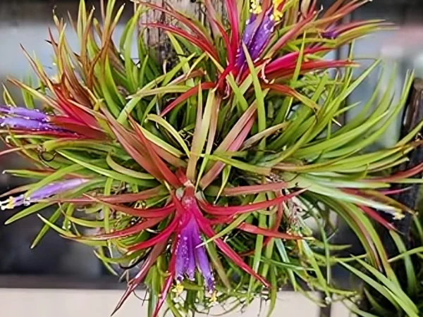 Tillandsia Ionantha