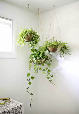 Trailing vines of the greens