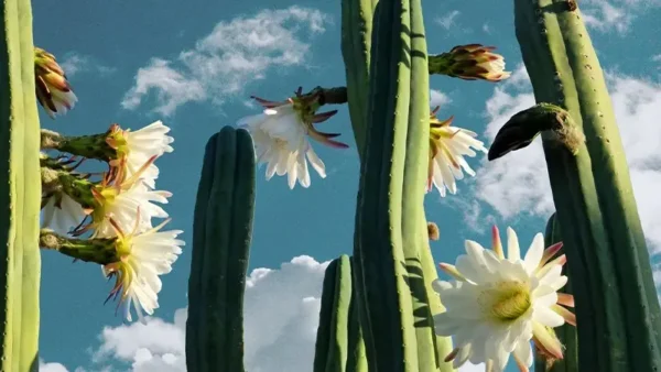 Trichocereus Flowers