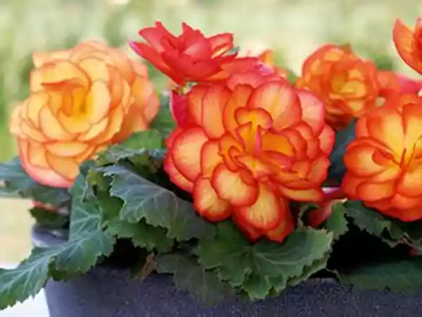 Tuberous Begonia