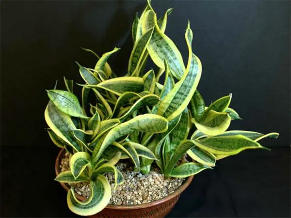 Twisted Sister cultivar