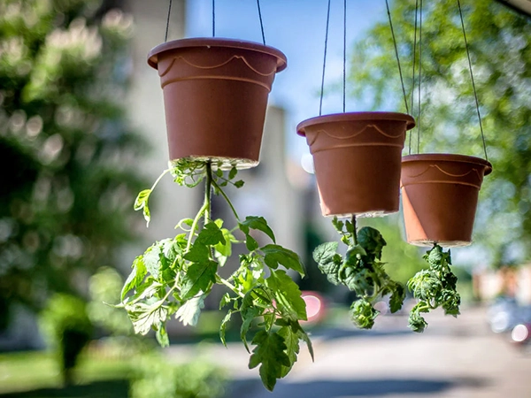 Upsides of Hanging Plantss