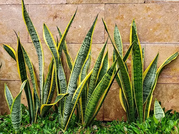Variegated leaves of Viper’s Bowstring Hemp