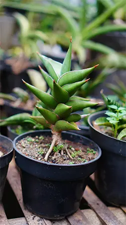 Walking Sansevieria cultivar