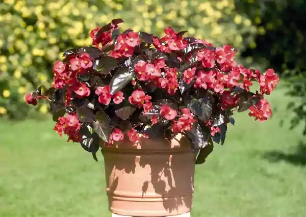 Wax Begonia