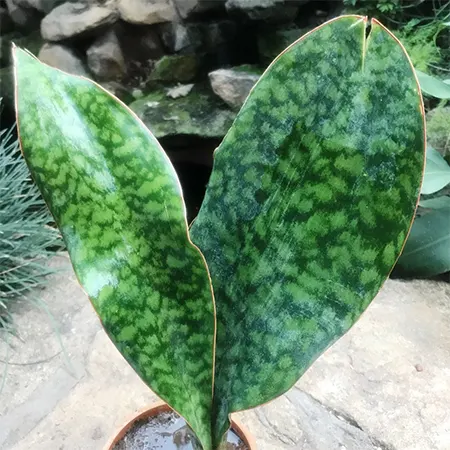 Whale Fin cultivar