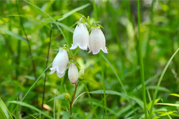 White Bellflower Image