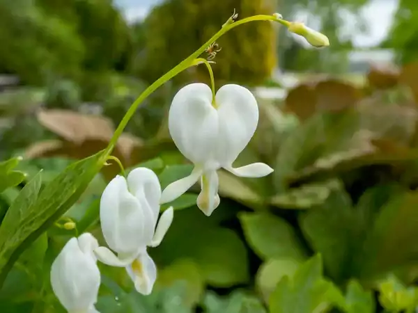White Bleeding Heart Image