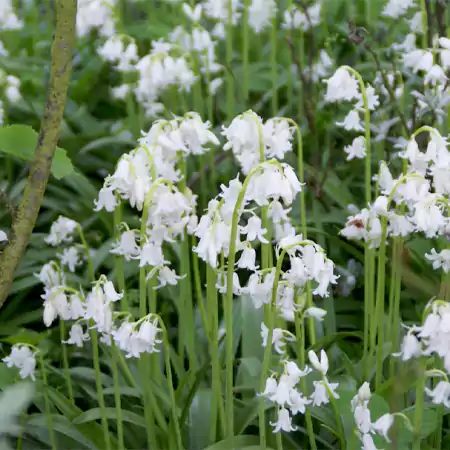 White Bluebell Image