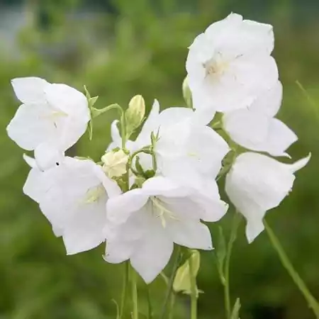 White Campanula Image