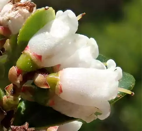 White Cowberry