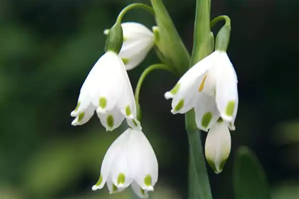 White Snowflake Image