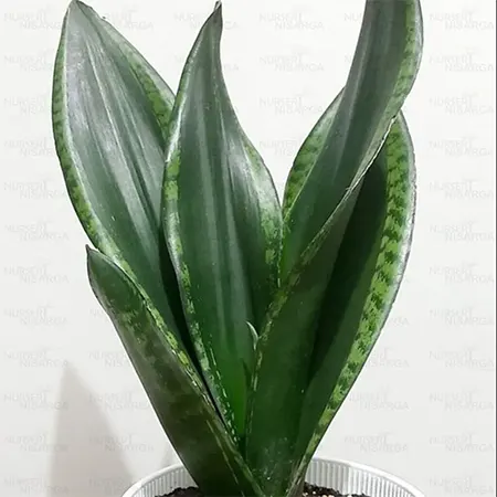 Whitney cultivar
