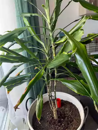 Wilted leaves