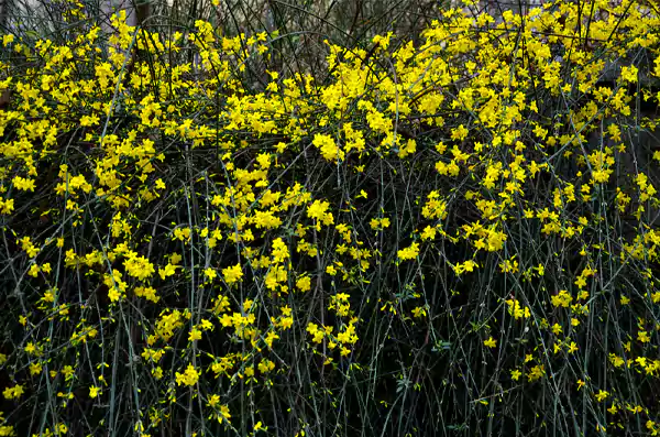 Winter Jasmine