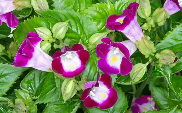 Wishbone flowers