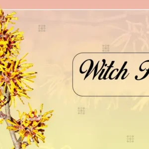 Witch Hazel