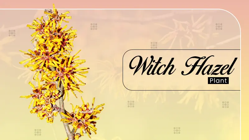 Witch Hazel
