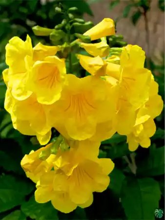 Yellow Bell