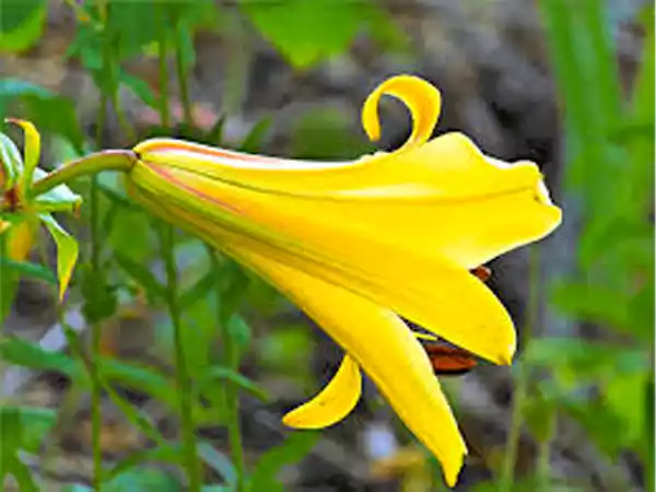 Yellow Bellflower