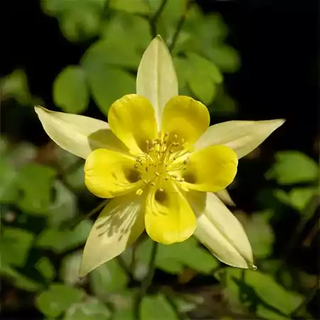 Yellow Columbine