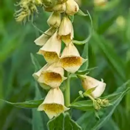 Yellow Foxglove